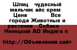 Шпиц - чудесный мальчик айс-крем › Цена ­ 20 000 - Все города Животные и растения » Собаки   . Ненецкий АО,Индига п.